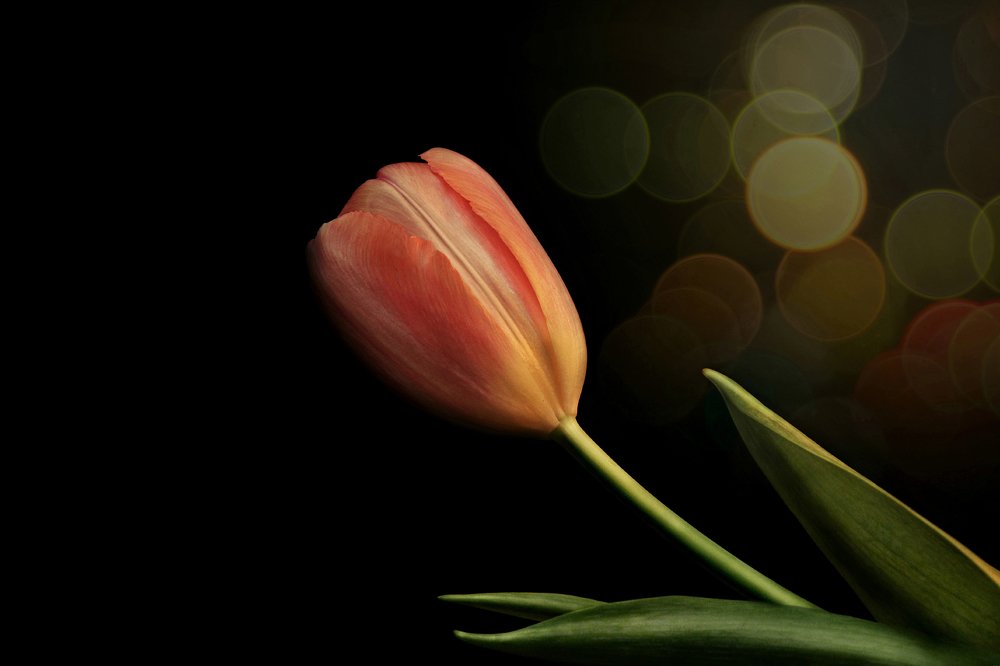 Tulip Flower Bokeh