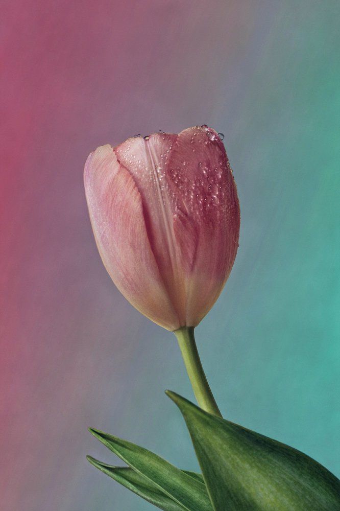 Tulip Flower