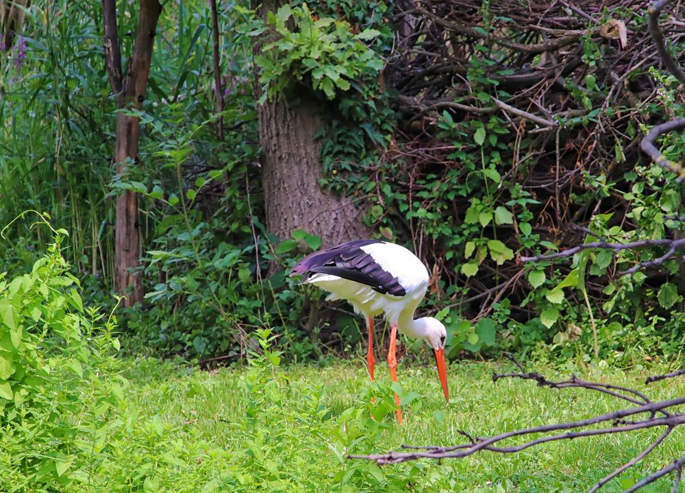 Stork