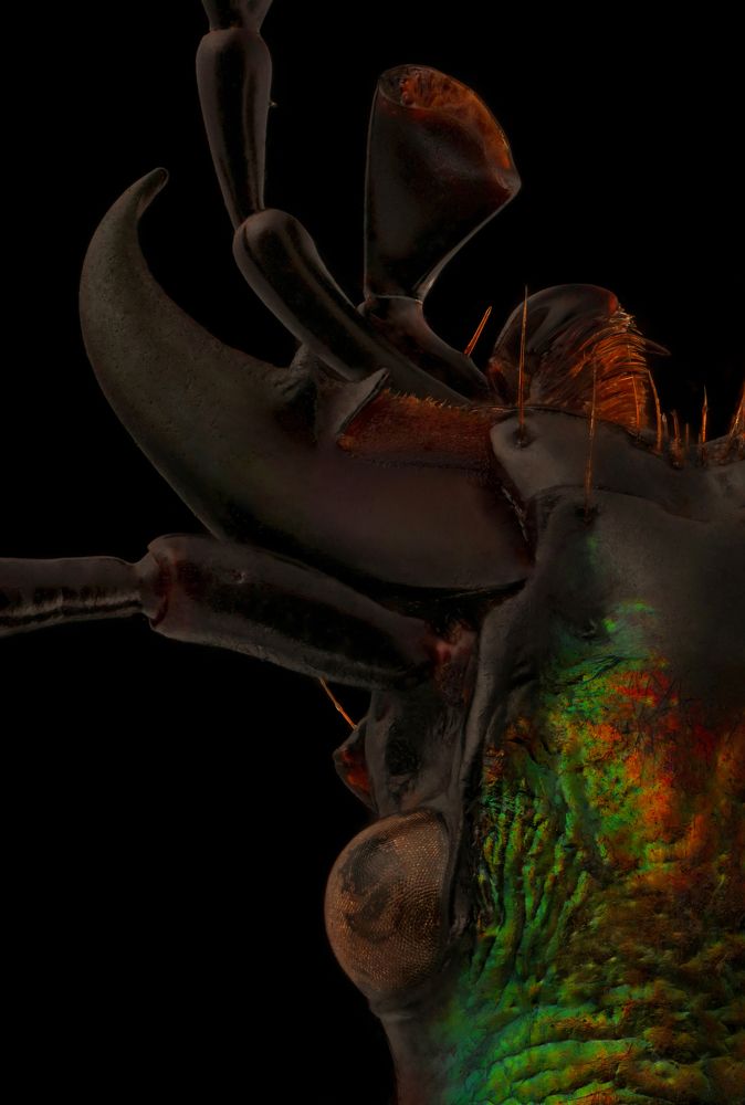 The other part of the little monsters