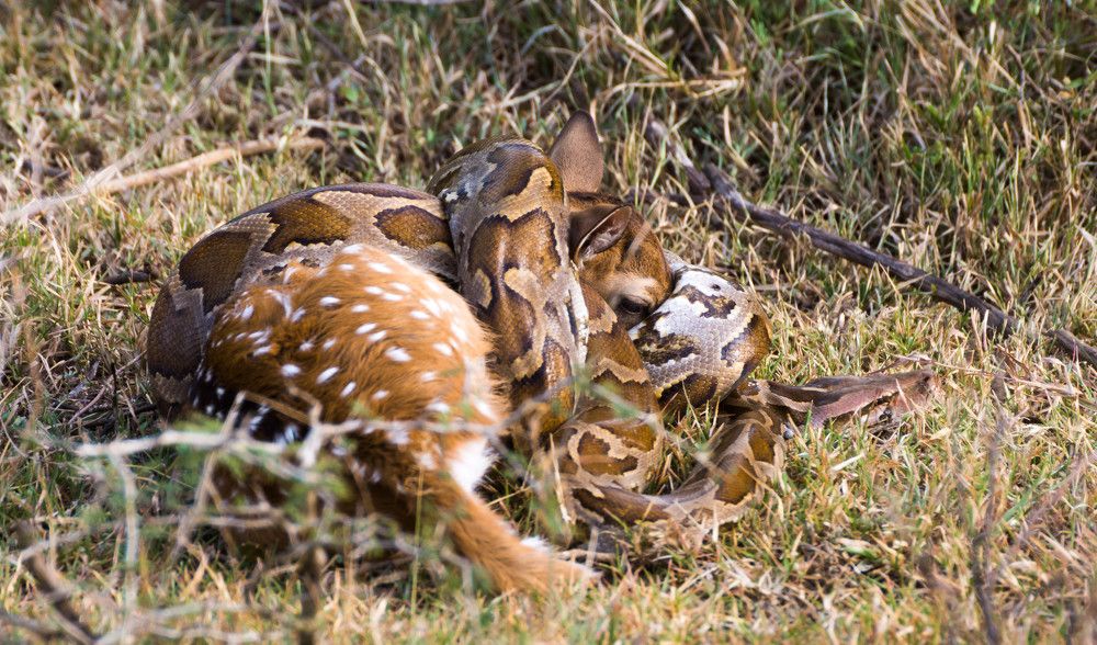 Cuddle of death