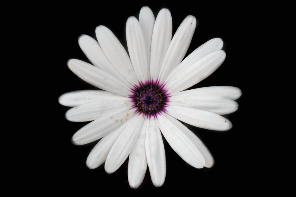 Black and white but not black and white