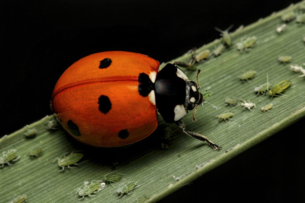 Ladybugs