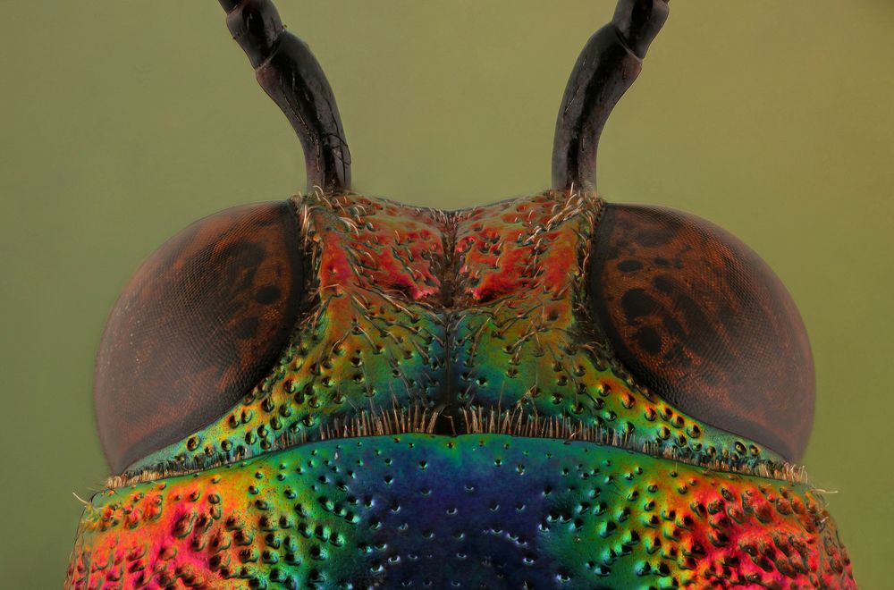 Chrysochroa Toulgoeti Beetle