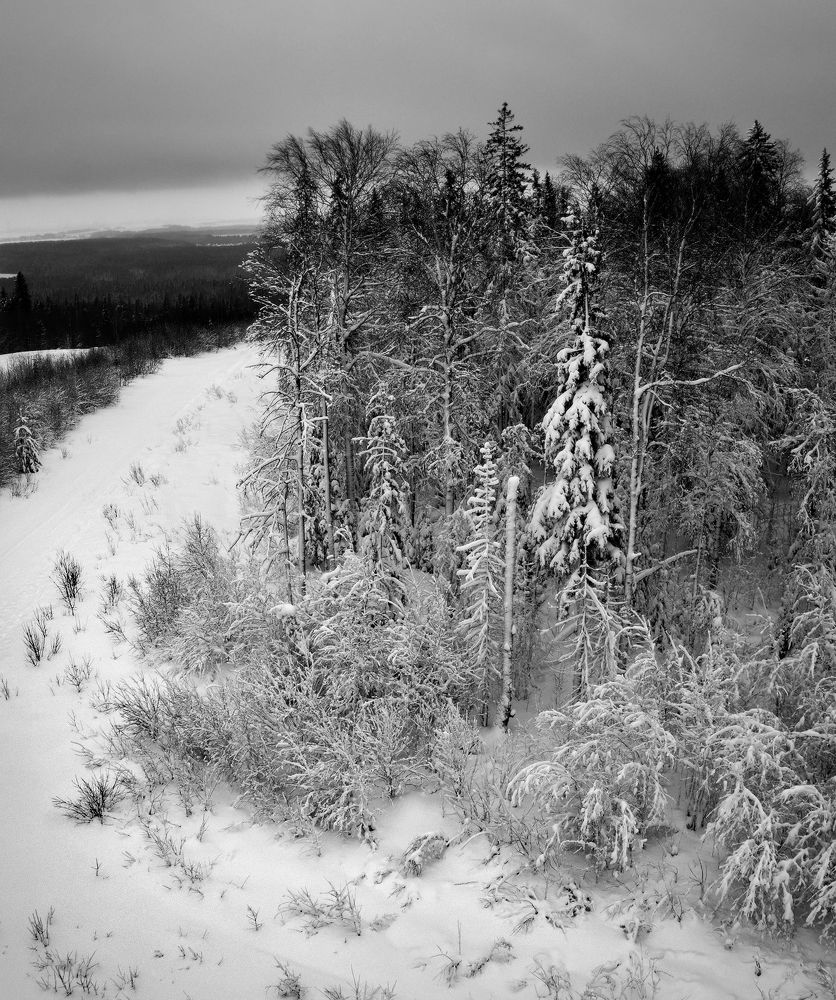 Белое царство в черном лесу.
