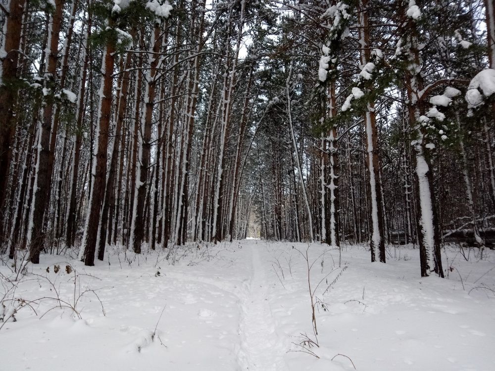 зимний пейзаж