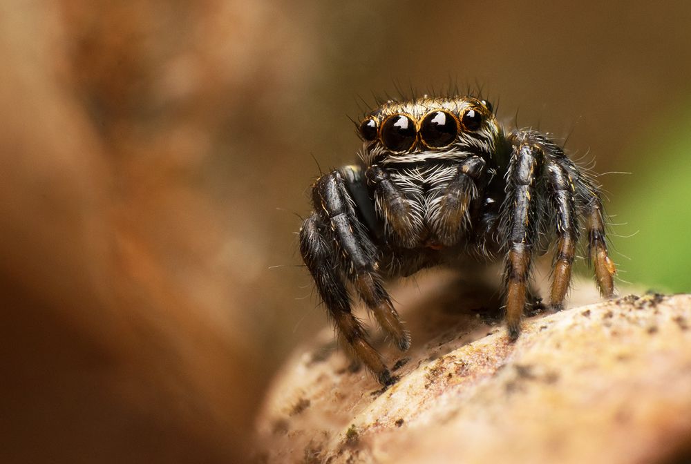 Jumping spider portrait