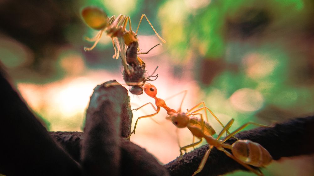 Fight for a food