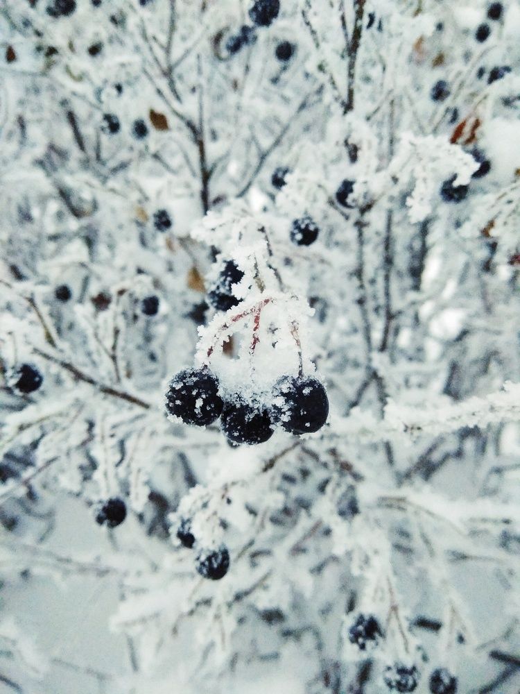 Ягоды в инее
