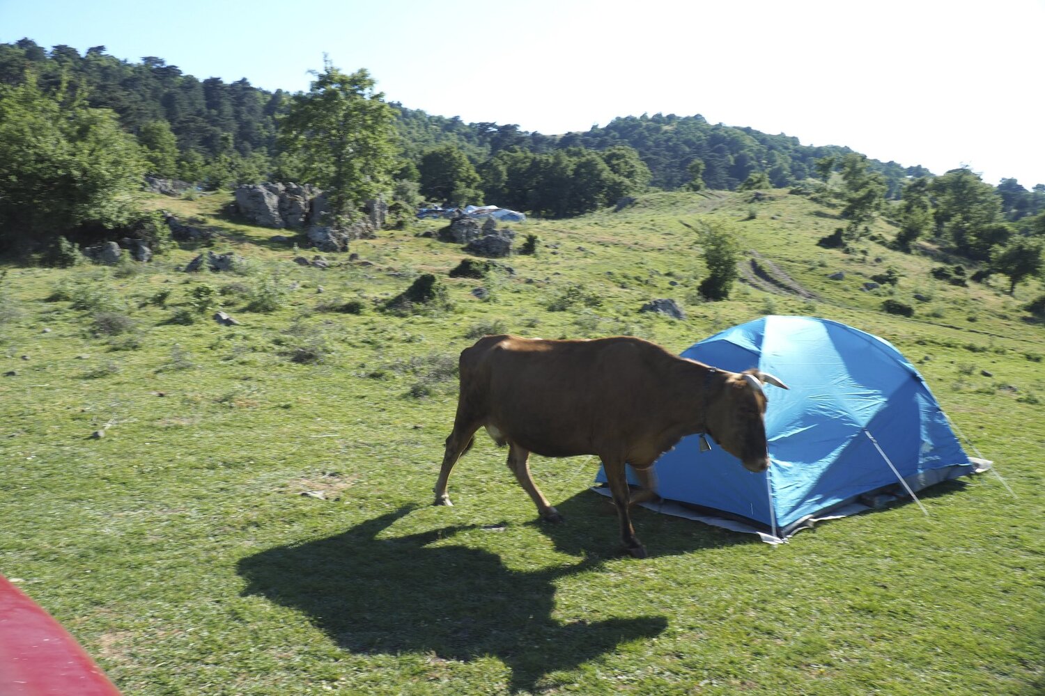 yayla kamp