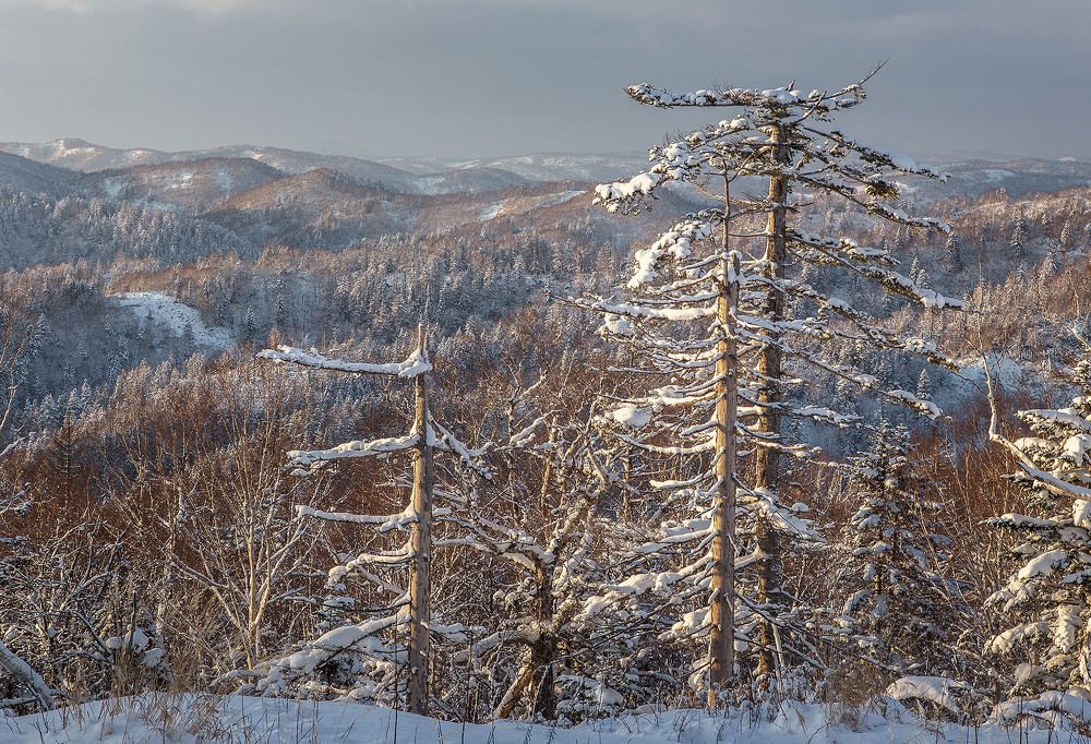 Зимний наряд сахалинской тайги