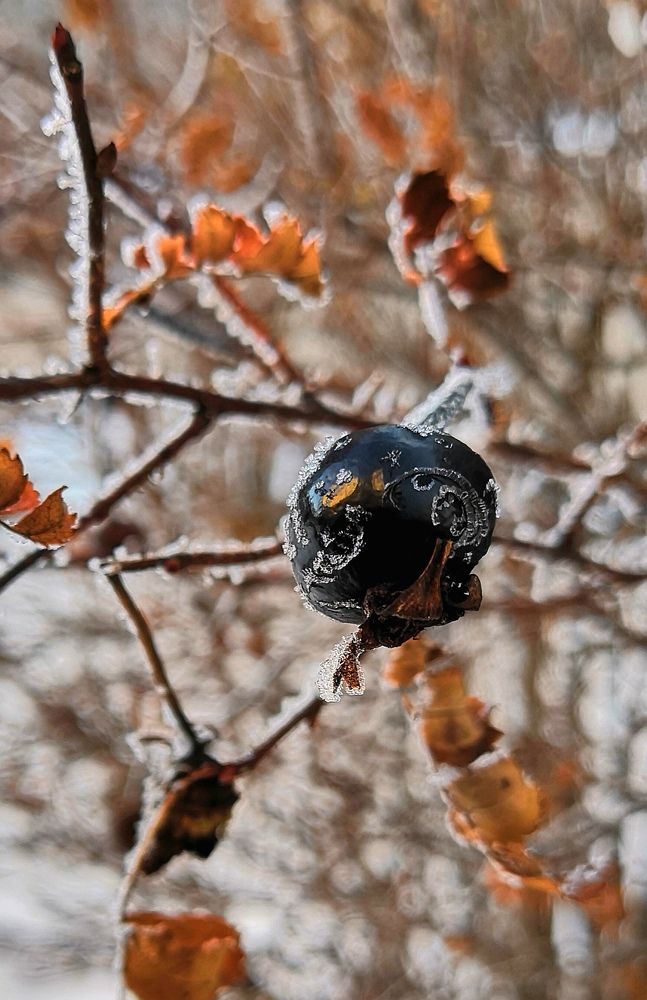 морозный узор