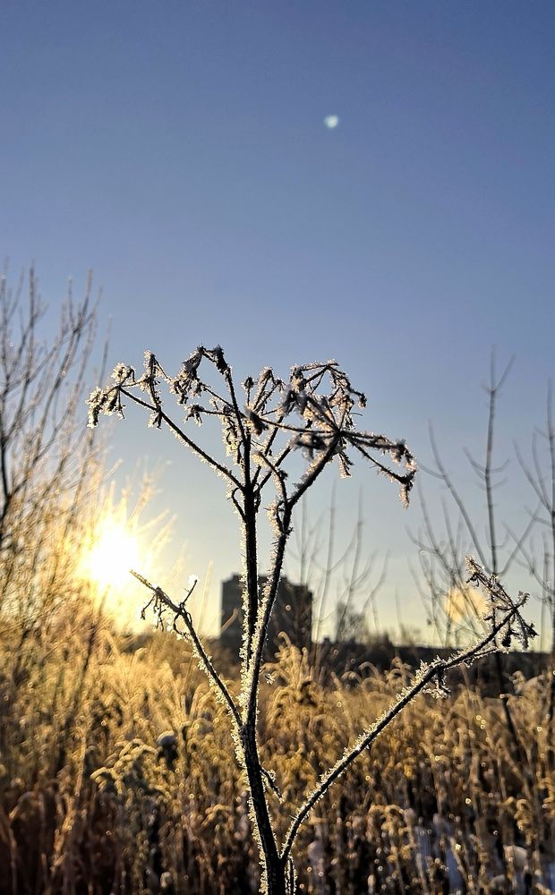 морозное утро