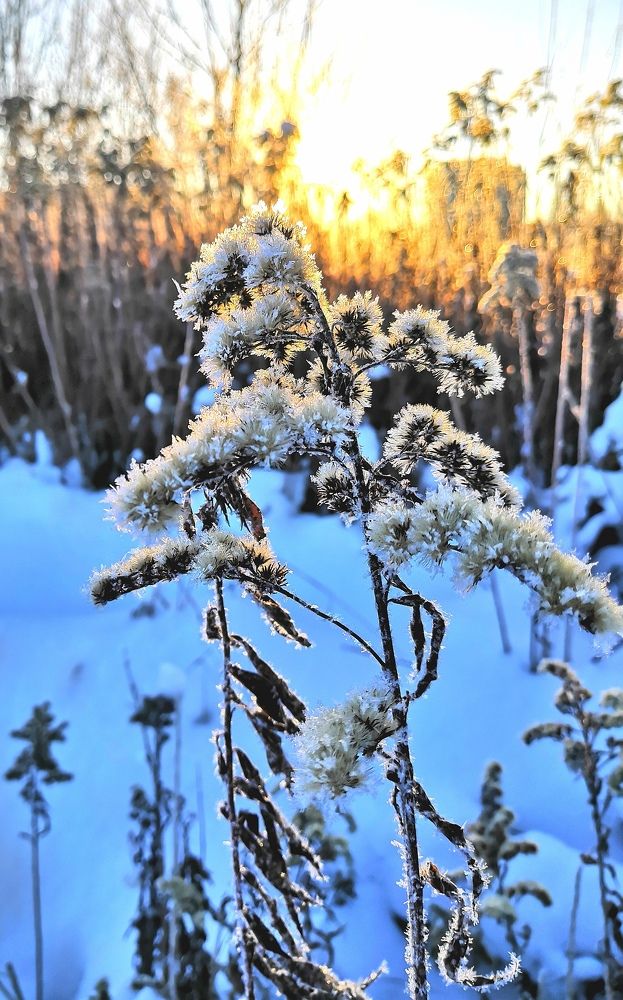 Первый мороз