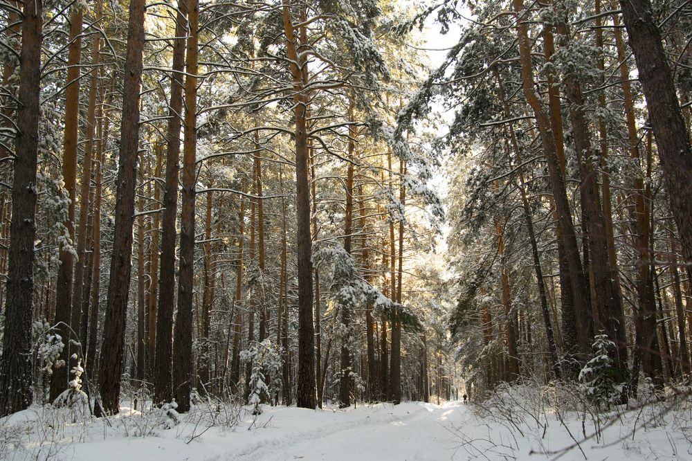 Зима в бору...