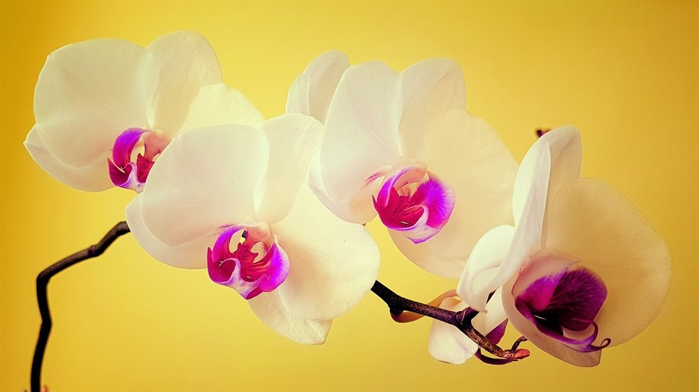 Photograph by Marcin Sokolowski - maarew