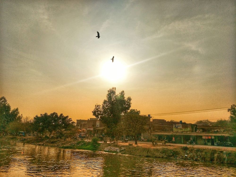 Wandering Birds..