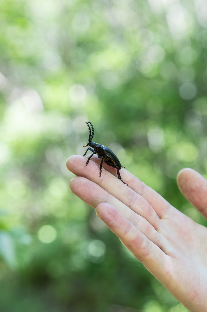 И снова старый друг