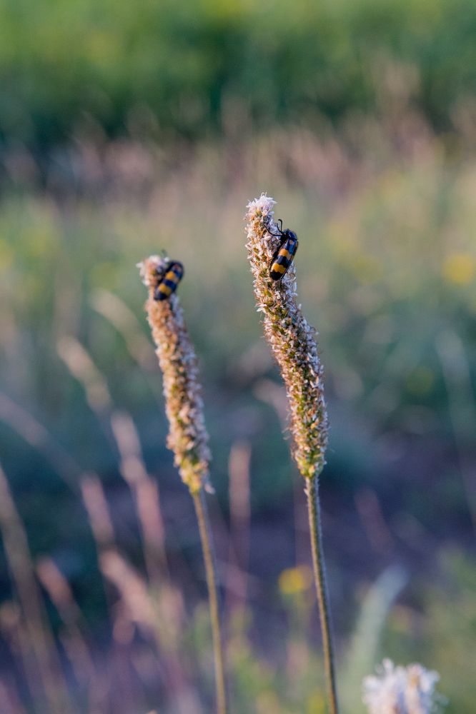 Вечерняя песня двух влюбленных