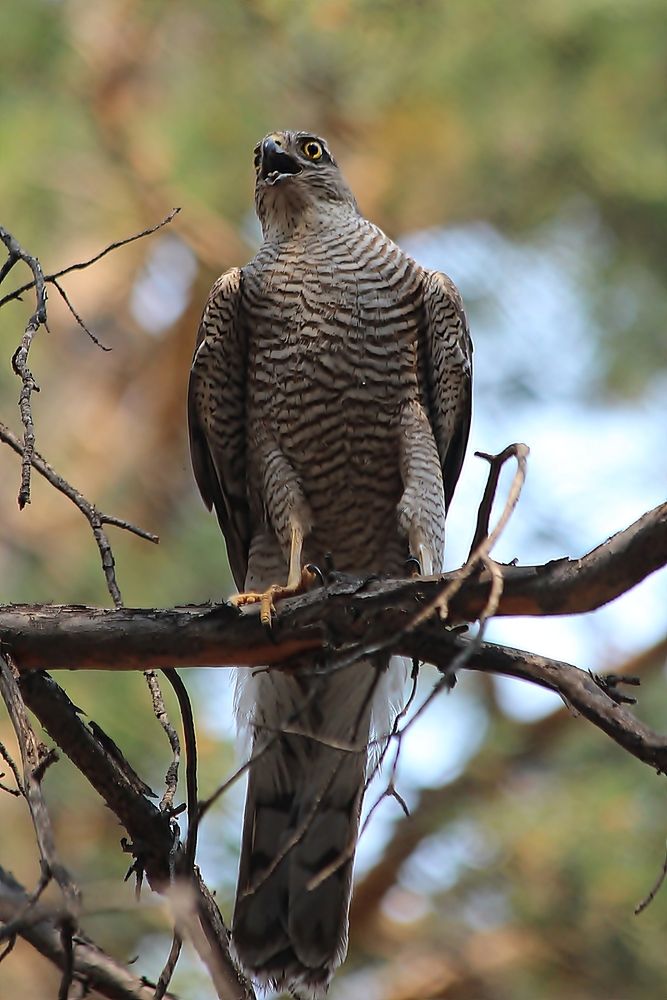 Острый взгляд