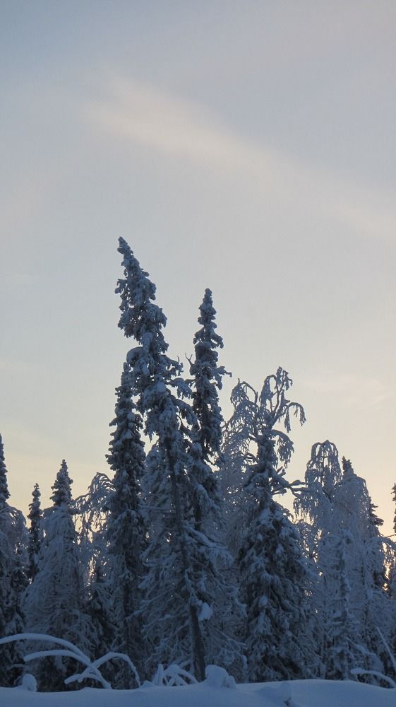 Лес затаился