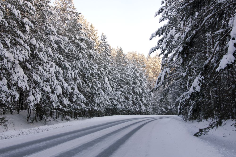 Дорога в лес