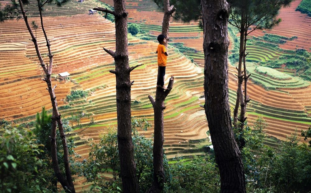 Boys climb trees looking towards the town. Mu Cang Chai, Yen Bai, Vietnam's Northwest