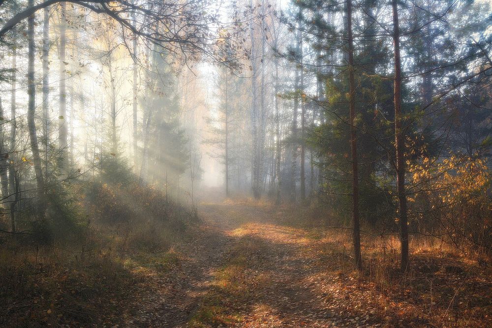 Туманное утро