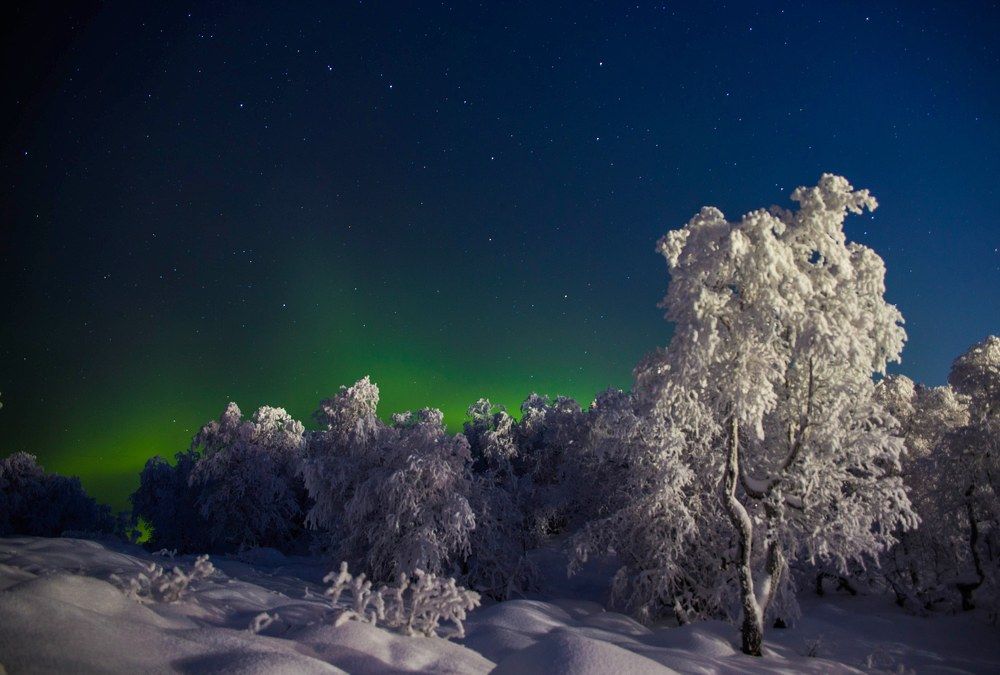 Стеклянные деревья