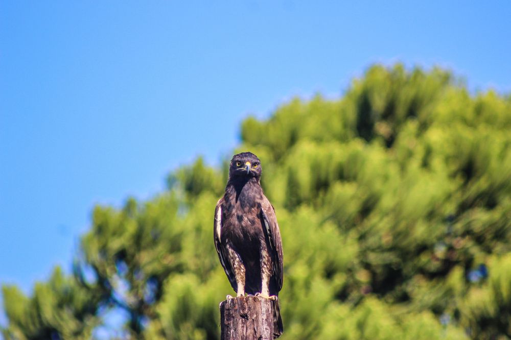 Perched Eagle