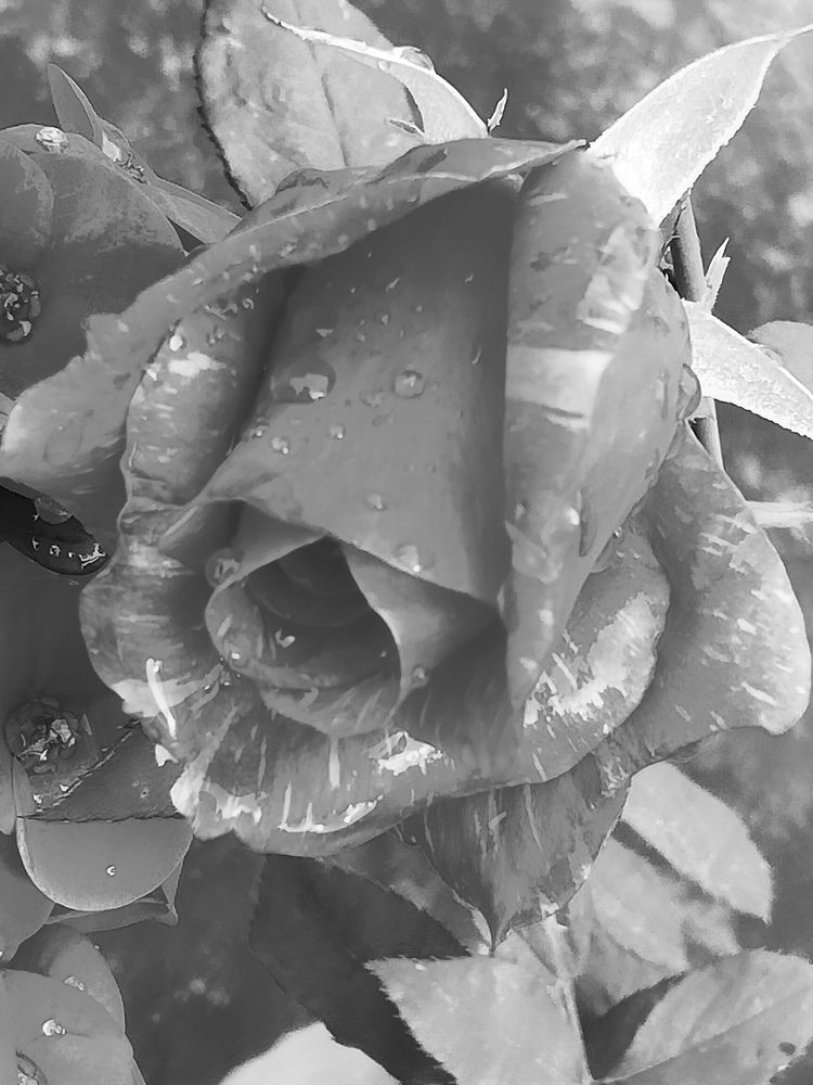 Drops on flower