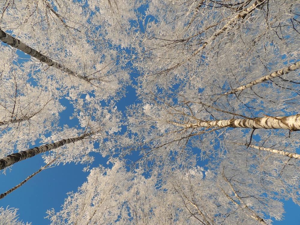 Зимнее кружево