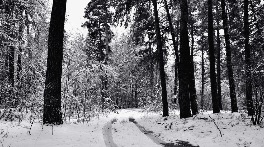 Дорога в зимнем лесу.