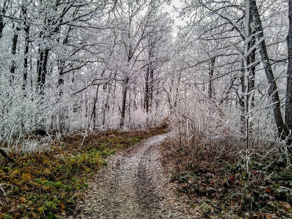 Изморозь над дорогой