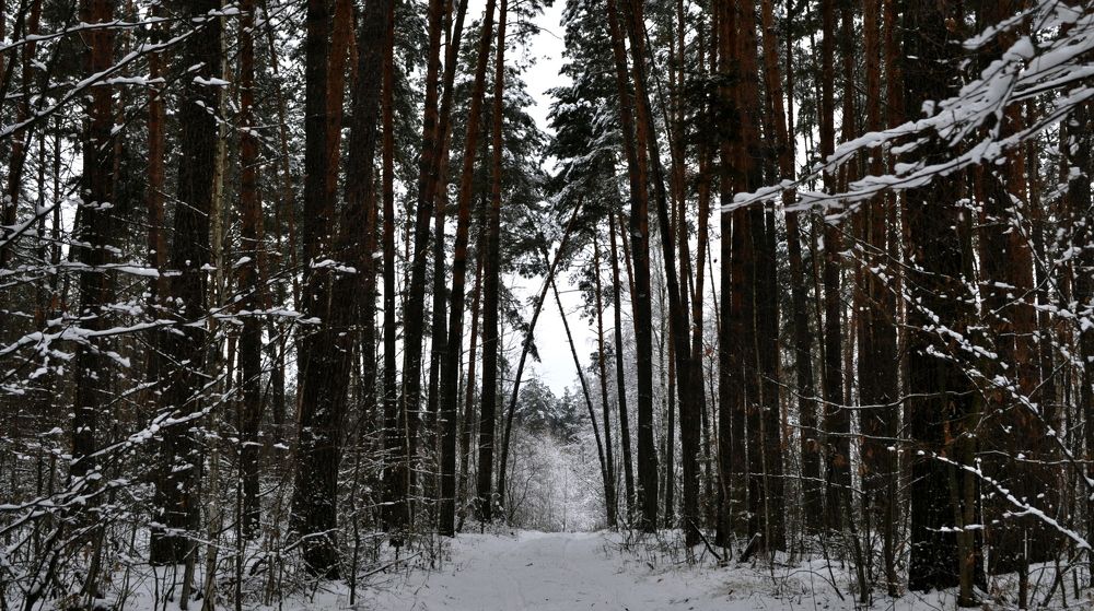 Зимний пейзаж.