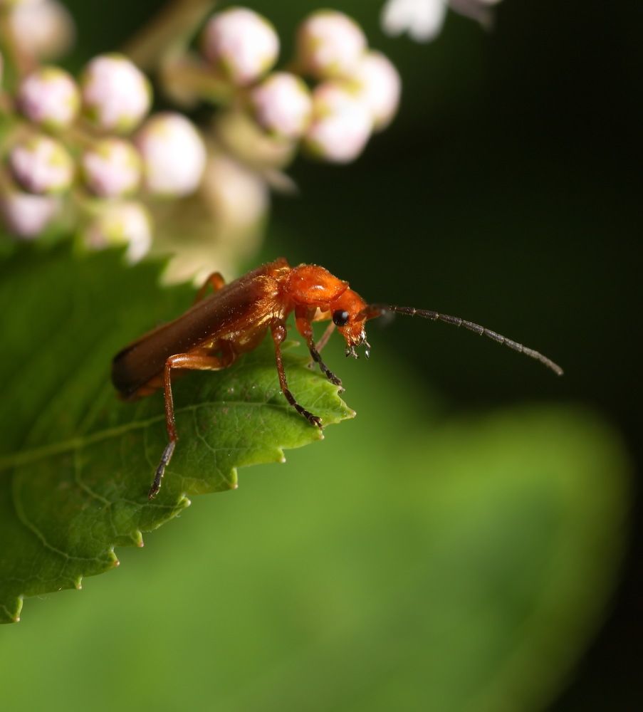 Над пропастью