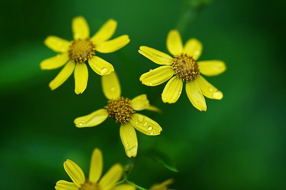 Yellow flowers