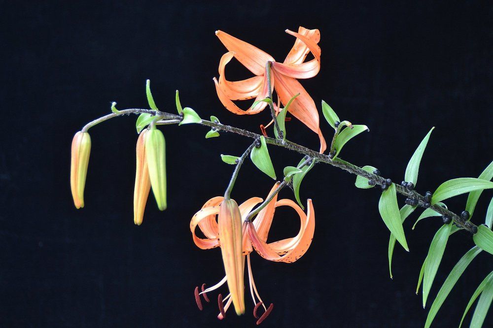 Тигровая лилия