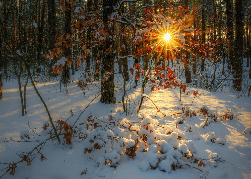 Evening in the winter forest
