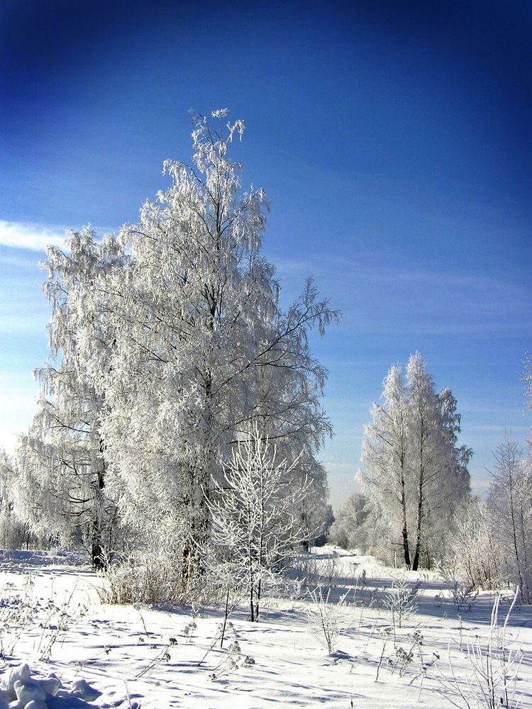 Мороз и солнце, Снежные березы...