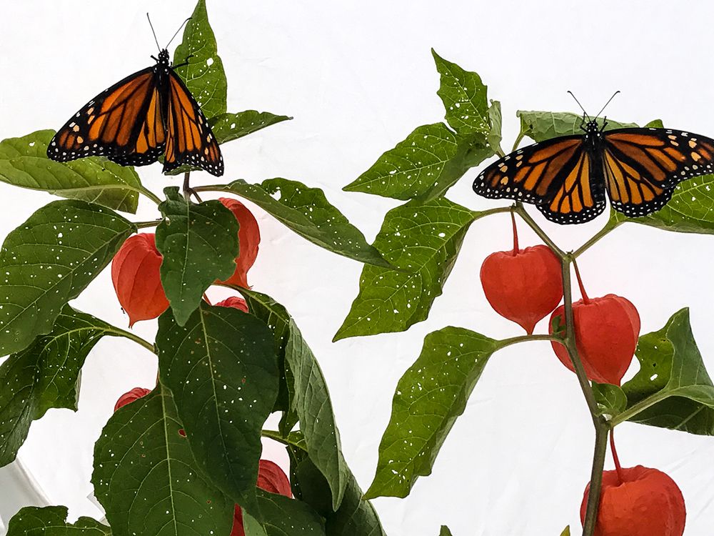 Chinese Lanterns with Butterflies
