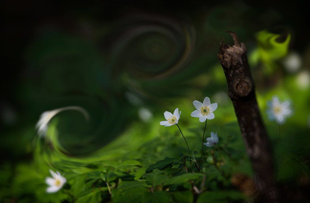 Photograph by Pavaloiu Andreea