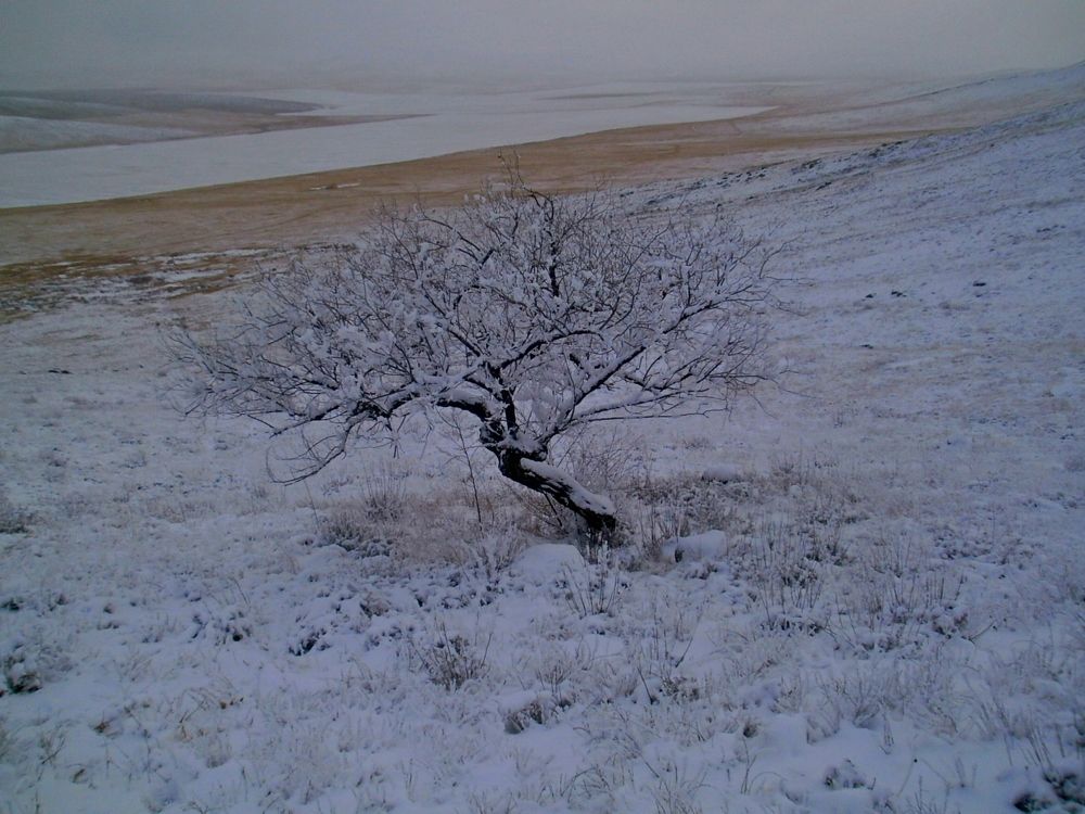 В заснеженной степи
