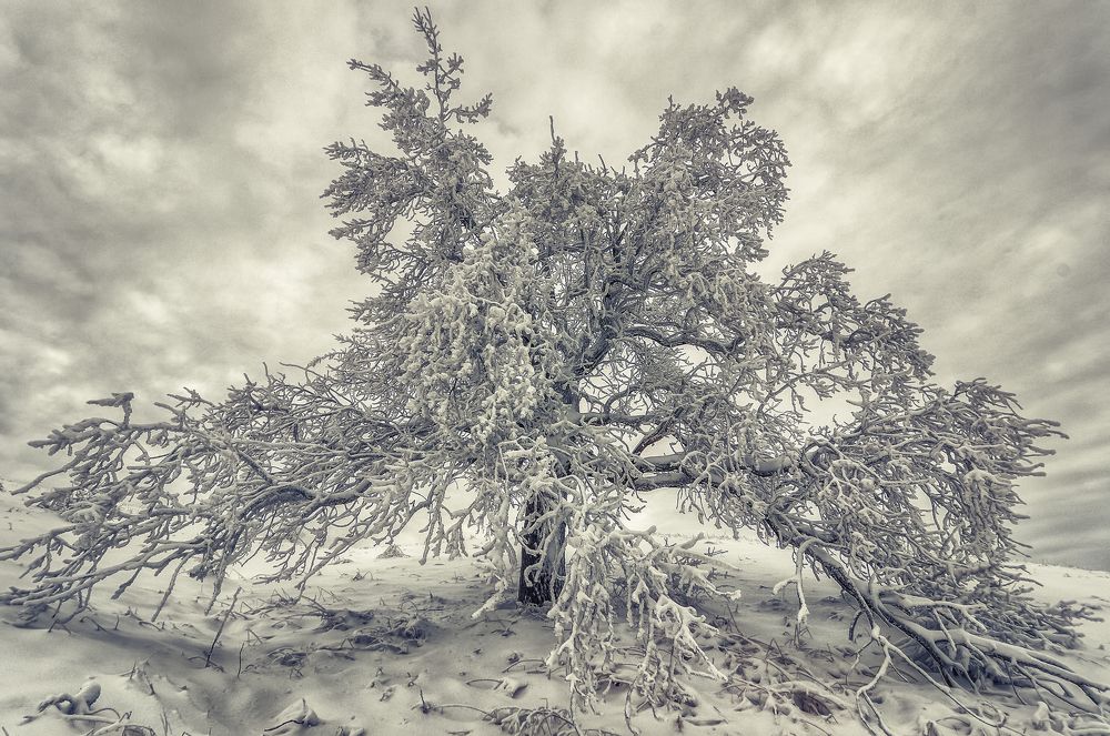 Проживи три месяца зимы и получи четвёртый в подарок!