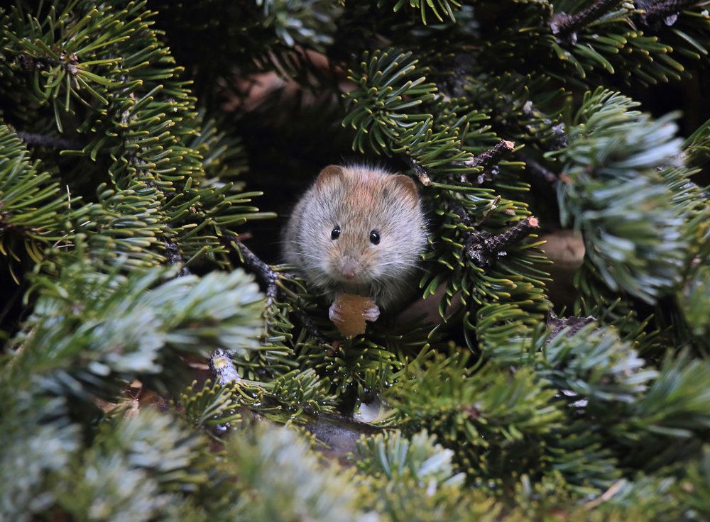 Приятного аппетита мышка!
