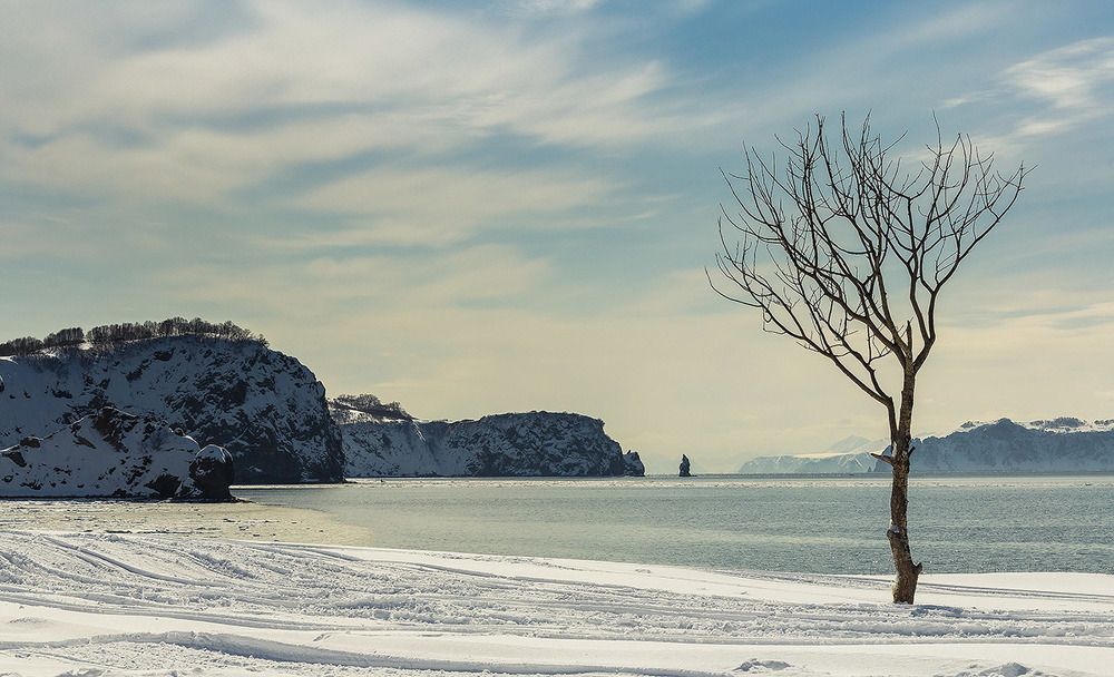 Одинокое дерево