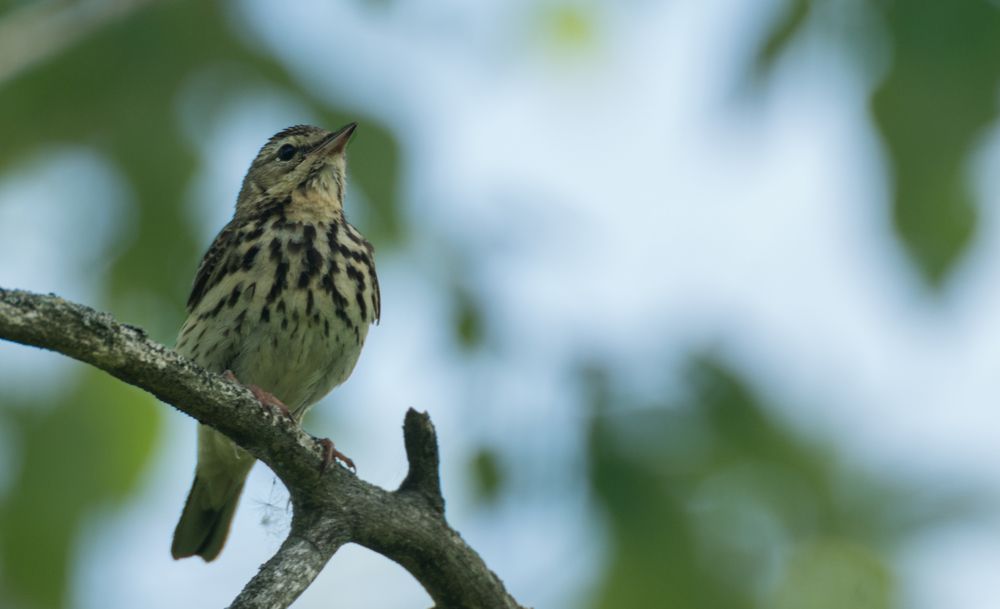 Tree pipit