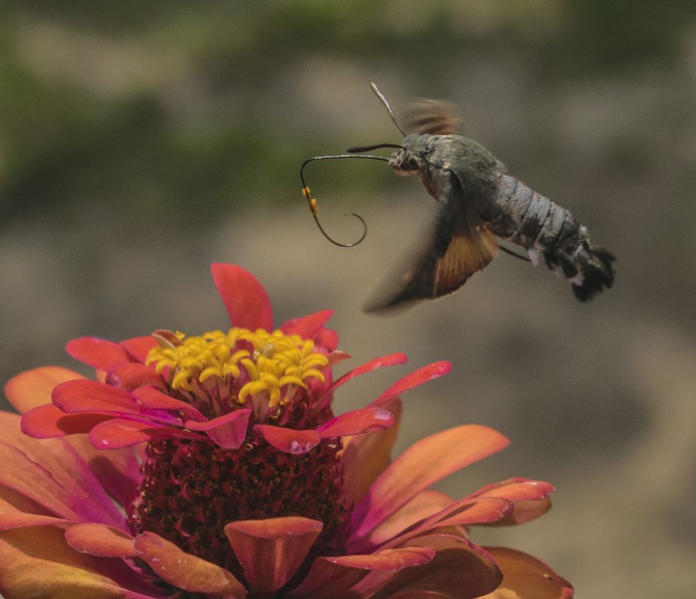 Сборщик урожая