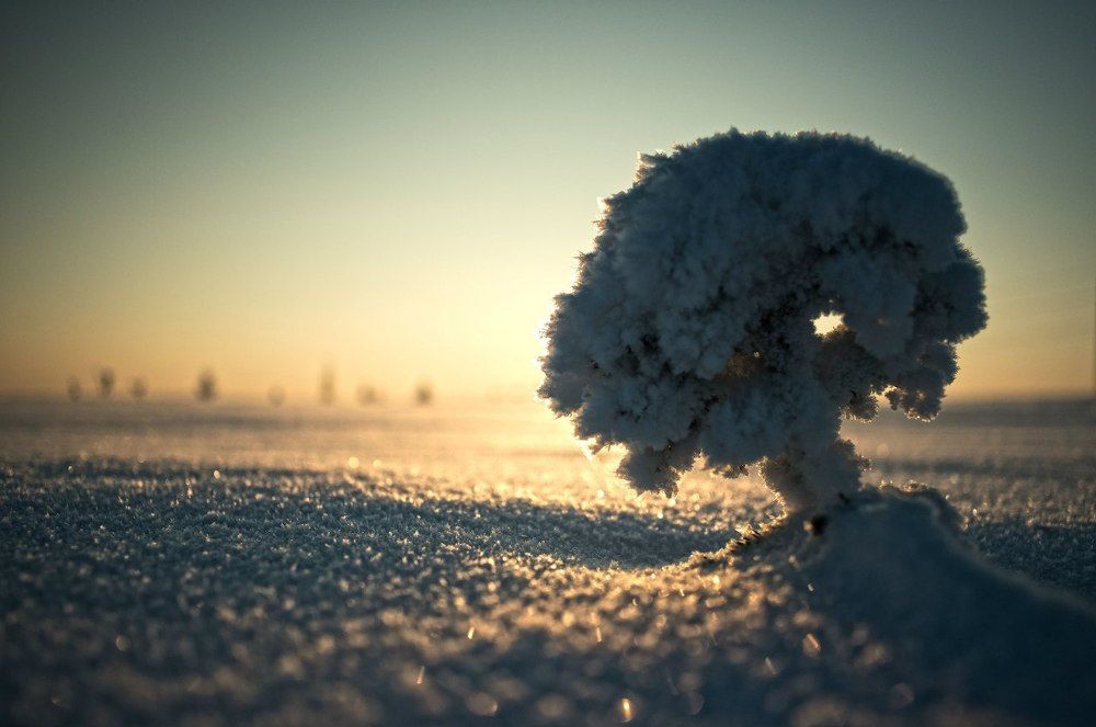 Морозное утро