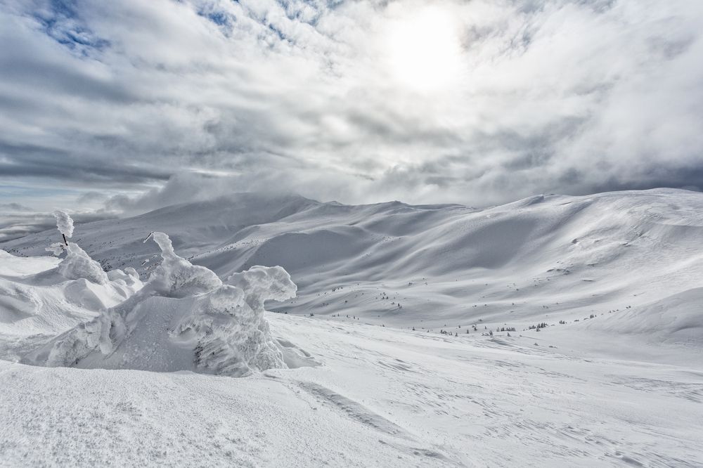 Страж заснеженных гор.